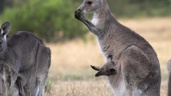 close up of a kangaroo licking its arms to cool down at kosciuszko