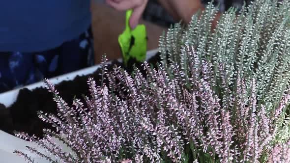 Heather Transplant. Heather Bushes In The Foreground.