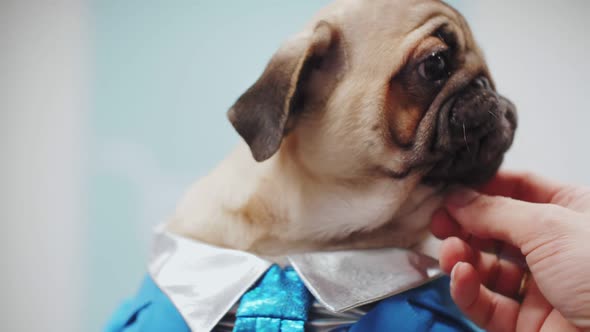 pug dog put on clothes, dog costume