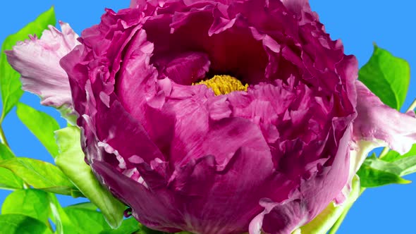 Pink Flower of Tree Peony Blooming and Wilting in Time Lapse on a Blue Background. Beautiful Petals 