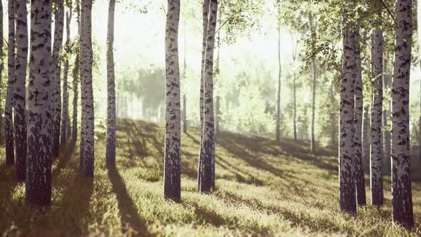 Summery Birch Grove During a Foggy Sunrise