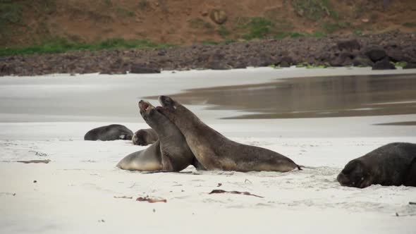 Seals are playing together on the beach