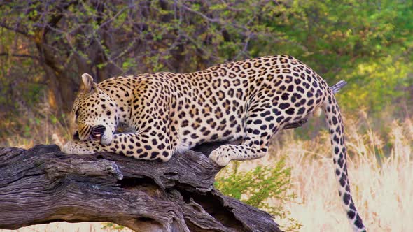 Leopard Feeding In Africa