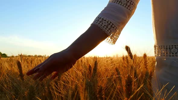 The Hand of a Young Woman in a White Dress in Motion Touches the Ears of Wheat in a Field Against