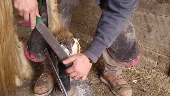 Farrier using large file to correct and smoothen horse hoof, close up view