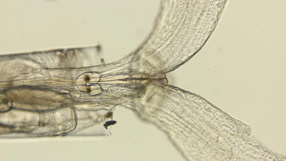 Swimming Snails or Sea Butterflies Under the Microscope. Creseidae Families, Order Pteropoda, Are