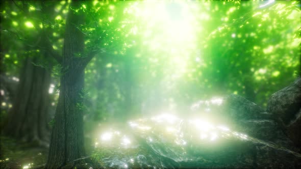 Morning in the Misty Spring Forest with Sun Rays