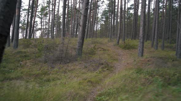 Running Along The Pine Forest Path. Pov Steadicam Shot