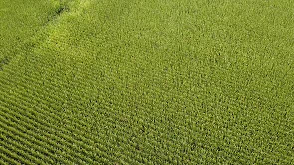 Drone shot of a farmers corn field from above.