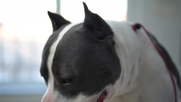 Side View Closeup of Dog Waiting in Veterinary Clinic Looking Away