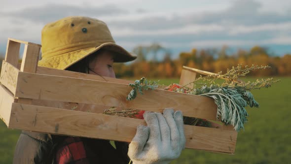 Young Beautiful Girl Farmer in Hat with Box Fresh Ecological Vegetables in Field at Sunset. Concept