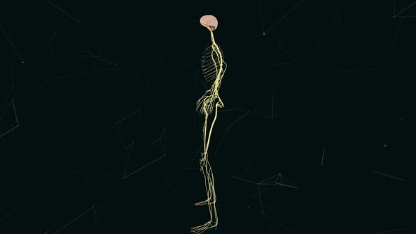 Man Nervous System V2 Hd