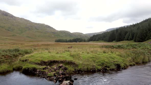 A Red Deer Stag in the Scottish Highlands