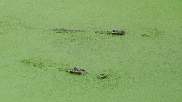 Crocodile Floating in Lake Among Green Slime