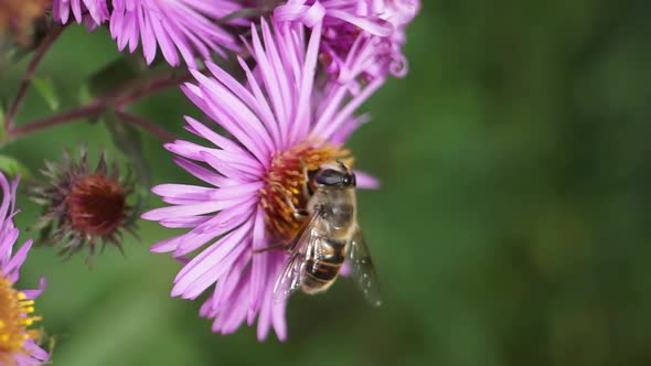 2019.10.05_2 The fly Ilnitsa ordinary collects nectar and pollen.