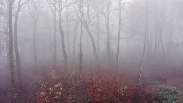 Aerial drone video of woods in misty foggy weather conditions with autumn trees in mysterious Hallow