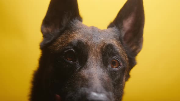 Muzzle of Malinois Bard on Yellow Background Closeup of Belgian Shepherd Dog with Brown Eyes Looking