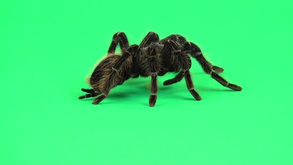 Spider Tarantula in Threatening Position Isolated at Green Screen. Closeup