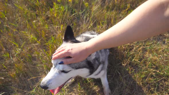 POV of Female Owner Stroking Her Siberian Husky at Field on Sunny Day