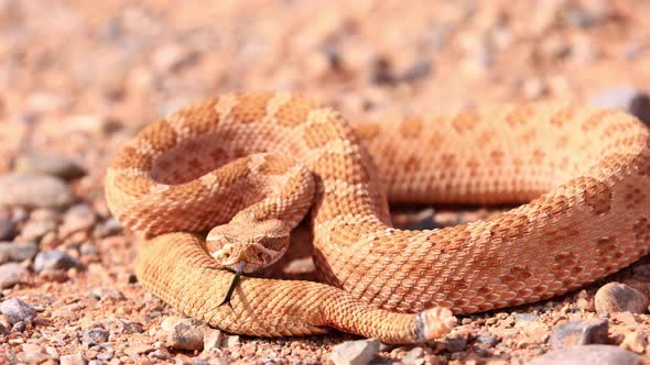 Rattlesnake in the desert of Norther Arizona