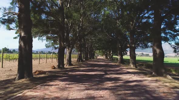 Aerial - Low flight along road on farm lined on both sides with trees