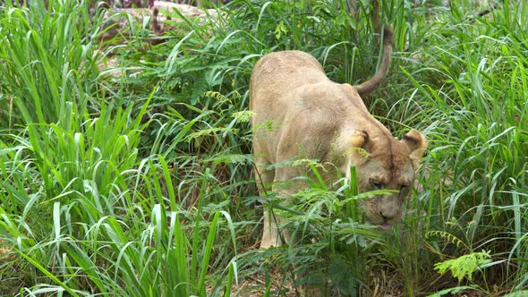 female lion eating a grass in field