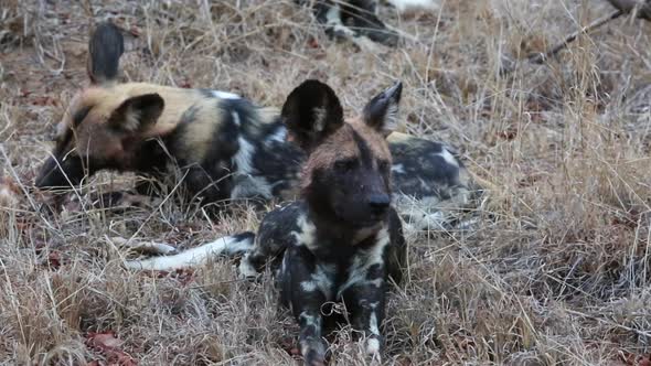 A pair of African wild dogs sit in the grass