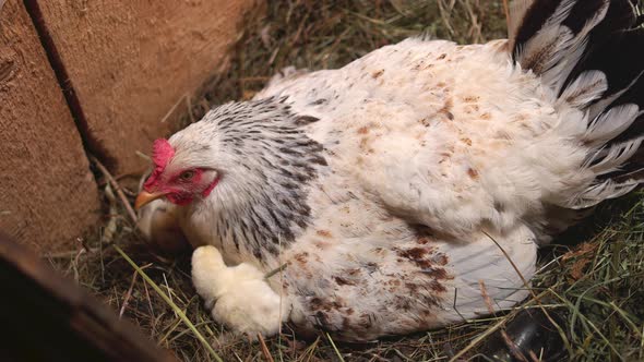 Nesting Mother Hen with Chicks