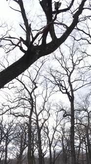 Vertical Video of the Forest with Trees Without Leaves