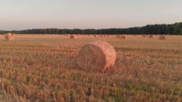 Many Rolls of Straw in the Agricultural Field in the Evening After Harvesting