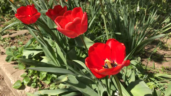 Slow motion Didier tulip lily plant in the garden 1920X1080 HD footage - Close-up of Tulipa gesneria