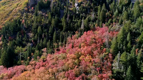 Rotating aerial view of red fall colors through green pine trees