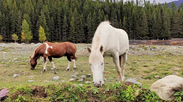 Herd of Horses Eating Grass at Sunset. Horses Graze in the Meadow. Six Black, Red and White Horses