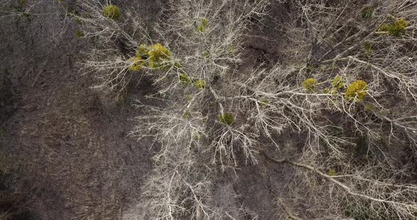 Aerial View From Above of Autumn Forest Gray Trees Bald Trees in Late Autumn