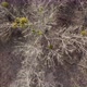 Aerial View From Above of Autumn Forest Gray Trees Bald Trees in Late Autumn - VideoHive Item for Sale