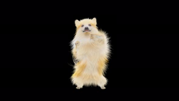 Dog Dancing 4K