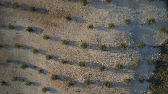 Bird's Eye View of an Olive Orchard on a Small Farm in the Early Morning