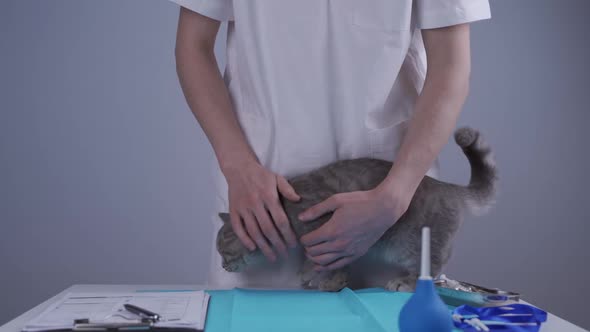 Young Male Doctor Veterinarian Trying to Examine Ausculting Cat with Stethoscope Naughty Funny