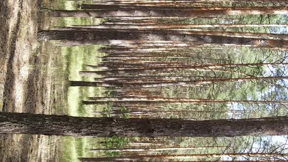 Vertical Video of a Wild Pine Forest Slow Motion