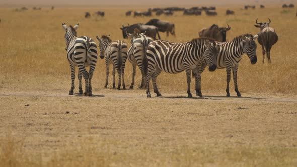 Zebras and gnus on the savannah