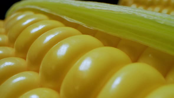 Corn Harvest