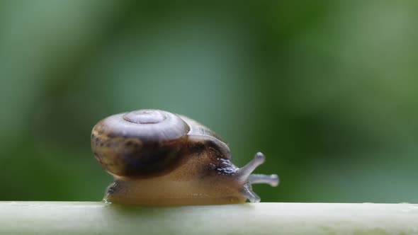 Life of snails in the nature