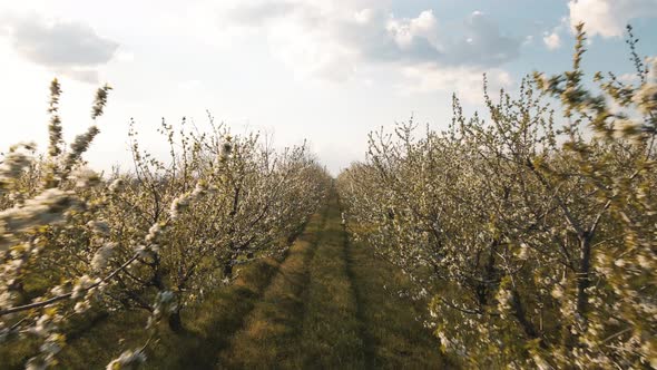 Sweet Cherries are in Full Bloom in This Orchard at Sunset