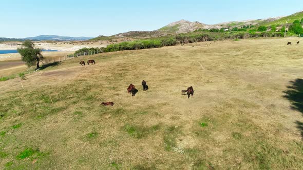 Horses Grazing in the Field