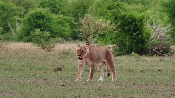 A Lioness Looking Around While Walking Slowly On The Grassland In Nxai Pan, Botswana - Wide Shot