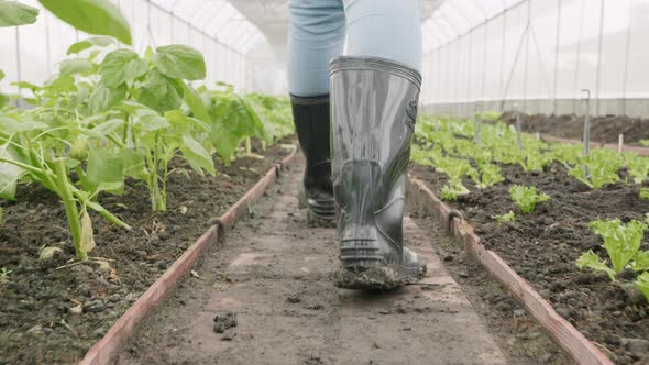 Close up of back muddy gumboots of farmer walking along at vegetables farm after heavy rain