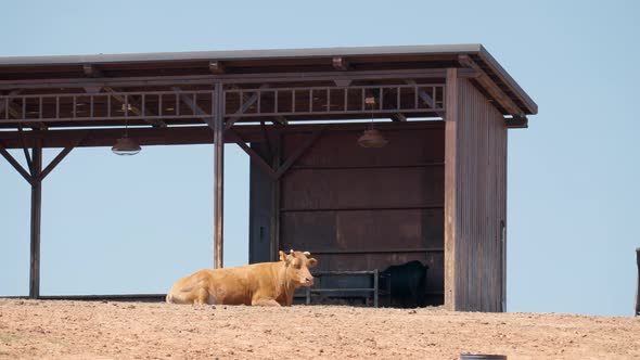 A Brown Cow Lying On The Ground Resting Near A Shelter With A Black Goat In The Background In Anseon