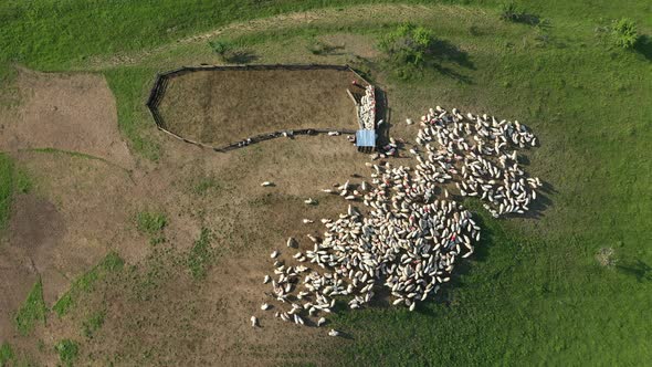 Flying Over a Sheepfold. Aerial Pasture Drone View