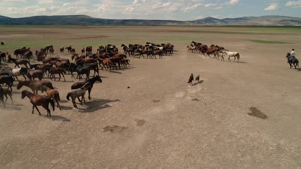 Horses And Dog