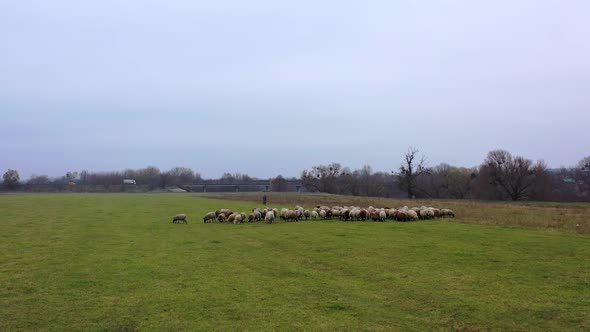 Sheep walk on pasture. 